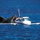 Shark%20attacks%20plane.small