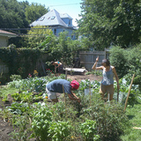 Stevesyardwithveggies.medium