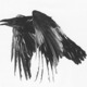 Raven.small