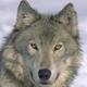 Wolfs.small