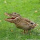 Duck-crocodile-490x490.small