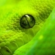 Snake150x150.small