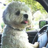 Bella%20driving%20sq2.medium