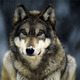 Wolf-grey-wolf-snow.small