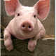 Baby%20pig%20pictures%20002.small