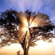 Wisdom%20tree.small