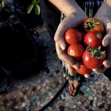 Tomatoes.medium