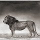 20%20portrait%20of%20lion%20standing%20in%20wind.small
