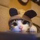 Tumblr_m8ird8ppmr1qlddj1o1_1280.small