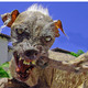 Helldog.small