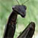 Mantis%20avatar.small
