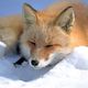 Vulpes_vulpes_laying_in_snow.small
