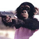 Monkey-2bwith-2bgun.small