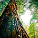 Redwood.small
