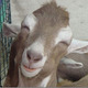 Happy-animals-041.small