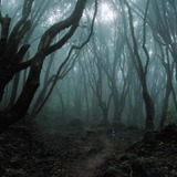 Scary%20woods.medium