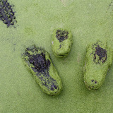 Scales%20pic-gators-small.medium