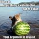 Cat%20pushing%20watermelon%20out%20of%20lake.small