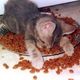 Cat-in-food-bowl.small