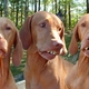 Tnbirddog1.small