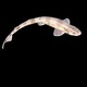 220px-scyliorhinus_canicula.small