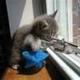 Kitty%20sniper.small