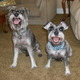 Quigley%20and%20lucy%201.small
