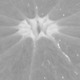 Orange_halbiert.small