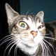Curious_cat.small