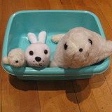 Seals%20in%20a%20bucket.medium