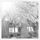 Instagram%20tree%20pic.small