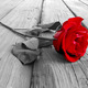 Rose%202.small