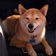 Happypuppy.small