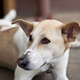 Lilly-hundeplatz.small