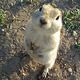 Front_prairiedog_drumheller.small