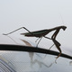 Mantis.small