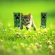 Creeper.small