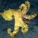 Octopus75x75.small