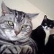 Concerned_cats_ava.small