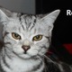Reallycat.small