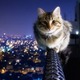 Cat.small