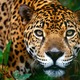 Jaguarbrasilia1.small