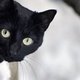 Black_cat_avatar.small