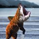 Shark-bear-small.small