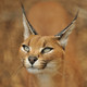 Caracal.small