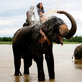Elephant.medium