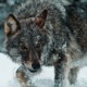 Winter-wolf-32447b.small