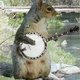 Squirrelbanjo.small