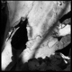 Skull.small