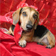 Annie_oakley.small